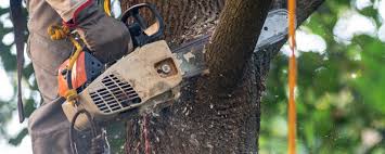 Trusted Berlin, WI Tree Care Experts