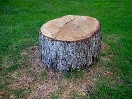Best Emergency Tree Removal  in Berlin, WI