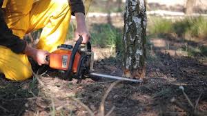 How Our Tree Care Process Works  in  Berlin, WI