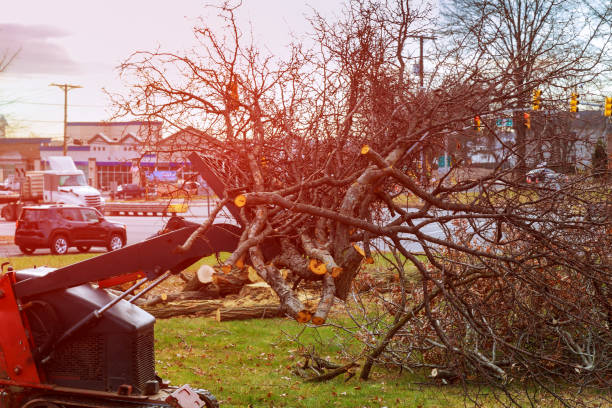 Best Tree Maintenance Programs  in Berlin, WI