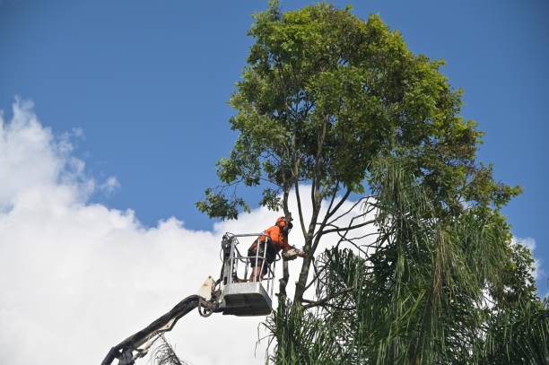 Best Aeration Services  in Berlin, WI
