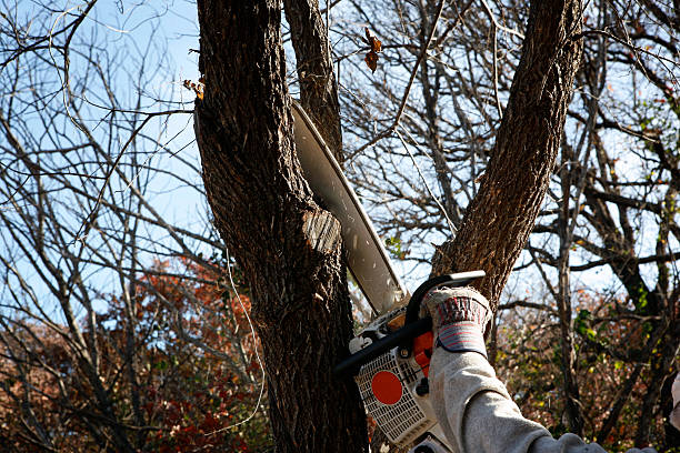 Best Commercial Tree Services  in Berlin, WI
