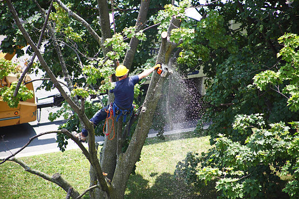 Best Tree Health Inspection  in Berlin, WI