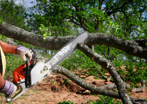 Best Hazardous Tree Removal  in Berlin, WI