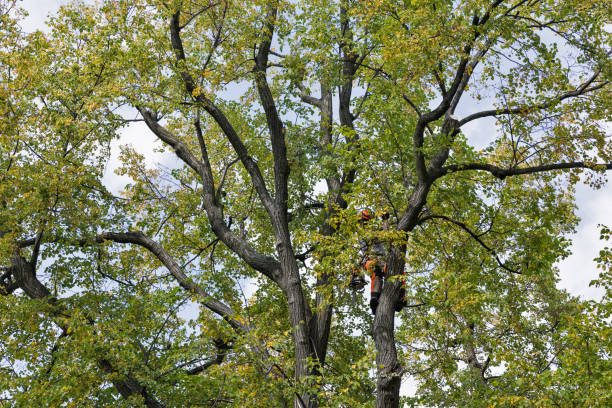 Best Tree Planting  in Berlin, WI
